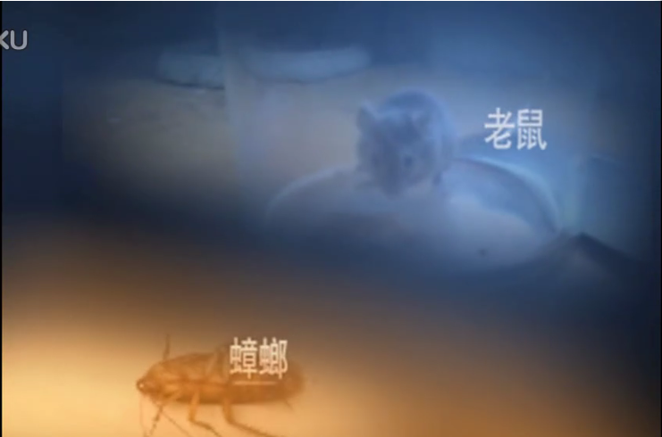 衛(wèi)生flash動畫、拱墅區(qū)衛(wèi)生局四害宣傳片,蒼蠅,蚊子,蟑螂,老鼠動畫宣傳片